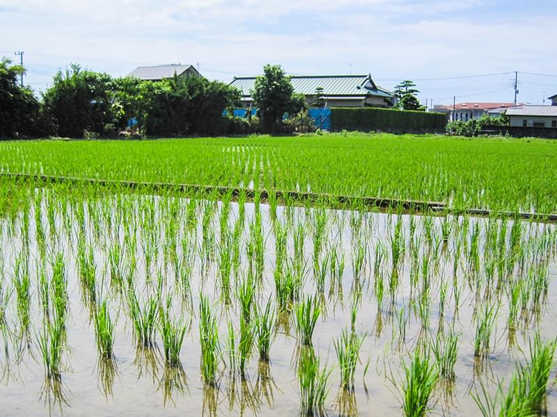 地産の米、野菜、酒にこだわった料理が自慢です